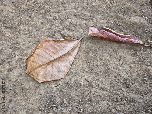 Dried brown tropical almond leaf on rough ground with small twig beside it