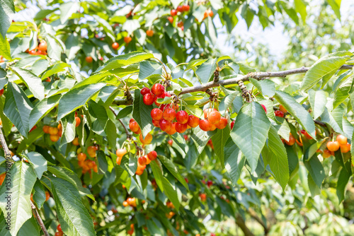 収穫期のさくらんぼ 　‐紅秀峰‐