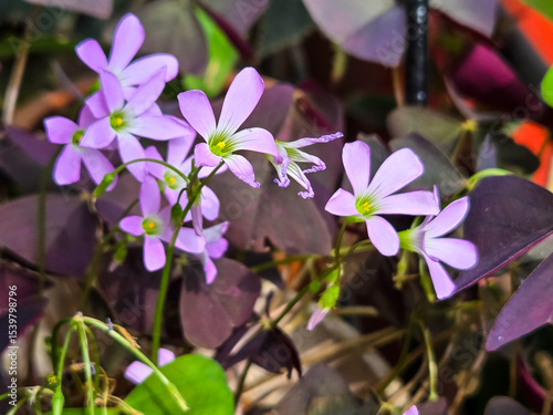 Close-up cluster of oxalis triangularis light purple flowers blooming among green in bright natural sunlight