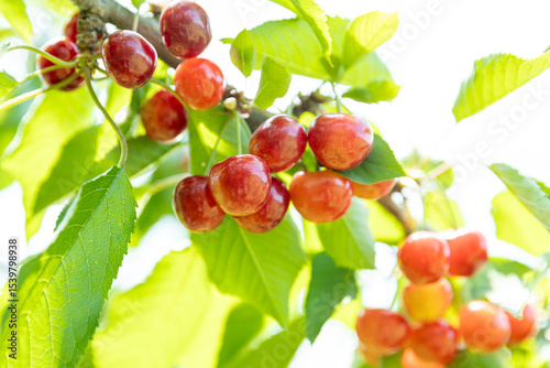 収穫期のさくらんぼ 　‐紅秀峰‐