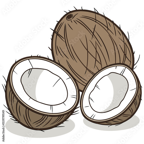 coconut vector