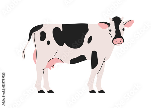 Milk dairy cow, standing in profile, looking with head turned. Spotted cattle, domestic farm animal with udder. Livestock, agriculture fauna. Flat vector illustration isolated on white background