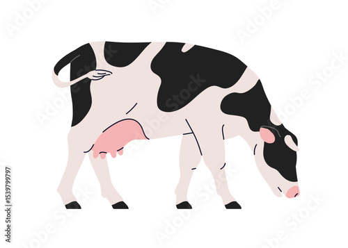 Spotted dairy cow grazing, side view. Farm animal, cattle feeding, eating in profile. Domestic livestock with black spotty pattern, tail, udder. Flat vector illustration isolated on white background