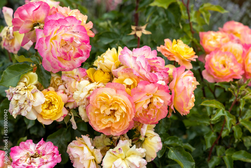 Cluster of colorful blooming roses in garden