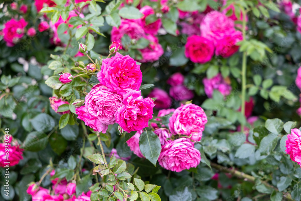 Fototapeta premium Bright pink roses blooming in lush green garden