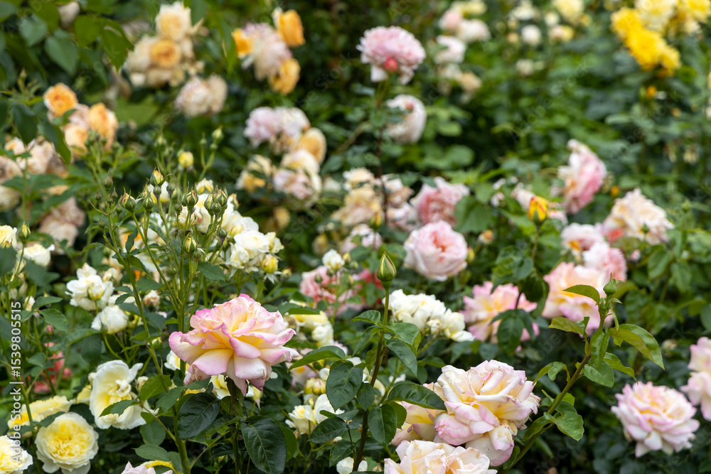 Fototapeta premium Blooming garden of pastel roses in summer