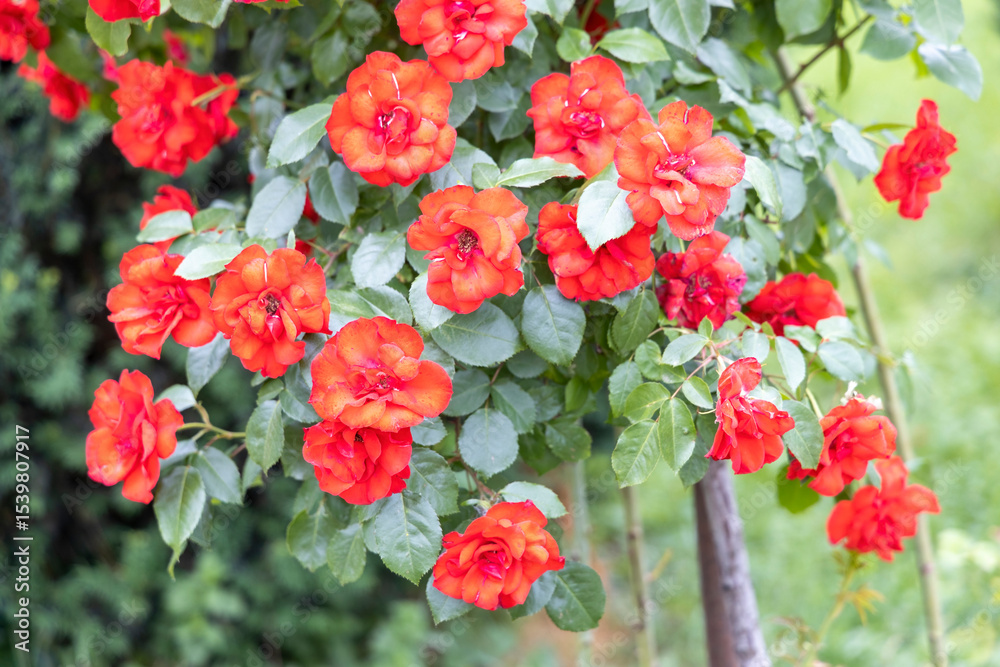 Vibrant red roses blooming on bush in garden Vibrant red roses blooming on bush in garden