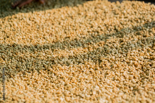Smart farming techniques machinery roast apparatus coffee bean dry sunlight tool sunbeam sunray sunshine fresh garden produce agriculture promotes farmer concept close up plant farm blur background