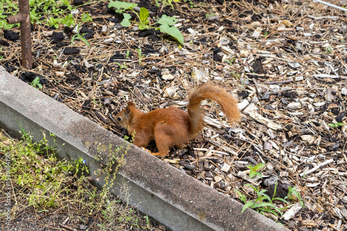 Red squirrel searching on garden mulch in spring