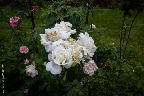 Cluster of white roses blooming in a garden