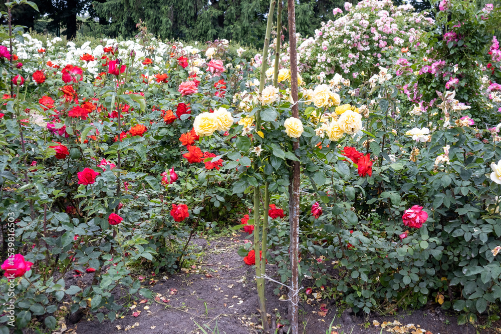 Obraz premium Colorful rose garden in full bloom during summer day