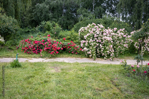 Blooming rose bushes in garden with green grass and trees