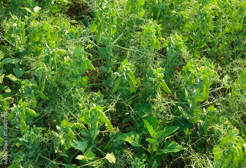 close up of a pea field. High quality photo