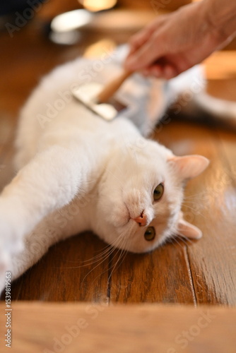 動物, 猫, 生き物, 可愛い, ポートレート