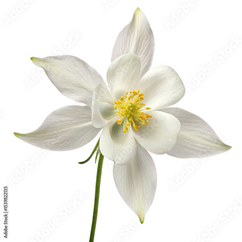 Columbine flower png bell-shaped bloom png spring flower png perennial flower png colorful garden bloom png wildflower png ornamental plant png cottage flower png transparent background image