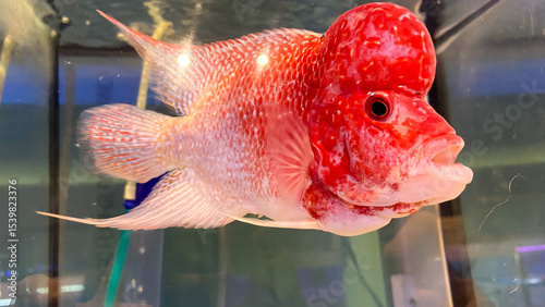 Flowerhorn cichlids are vibrant freshwater fish known for their vivid colors and distinct head hump.