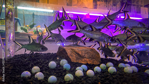 Burnt-tailed barb, also known as Siamese bala shark, swimming peacefully in a clear fish tank.