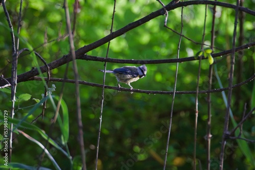 oiseaux, papillon et casque vélo