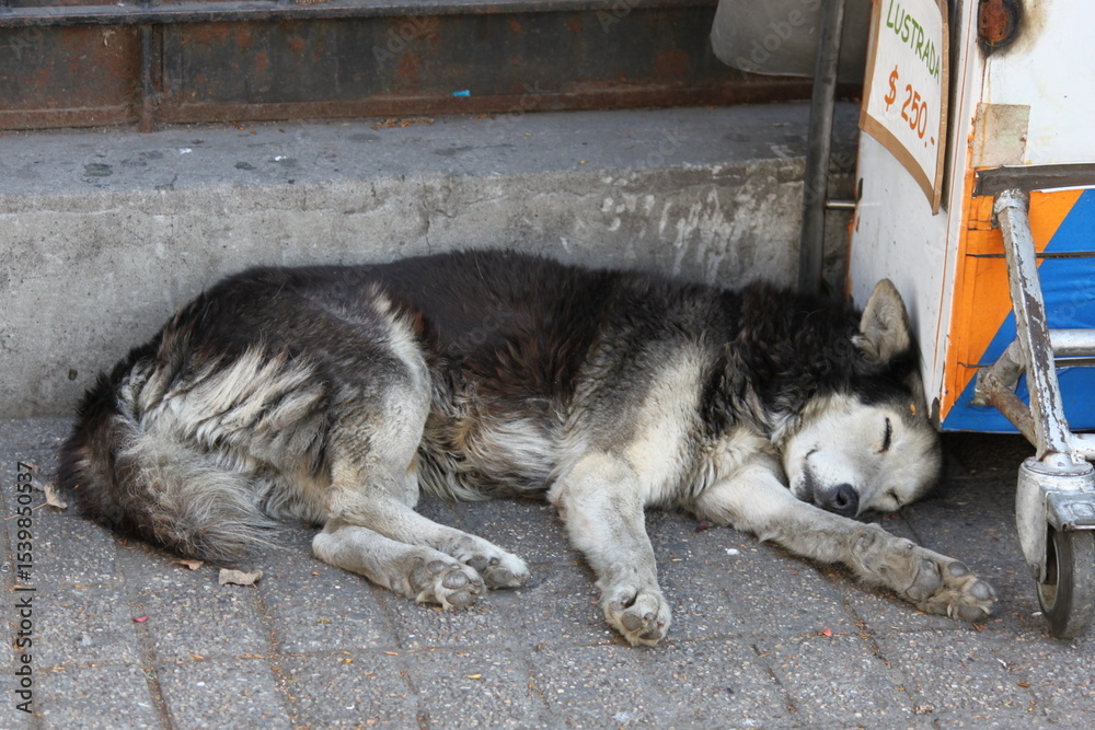 Fototapeta premium husky dog sleeping on the ground