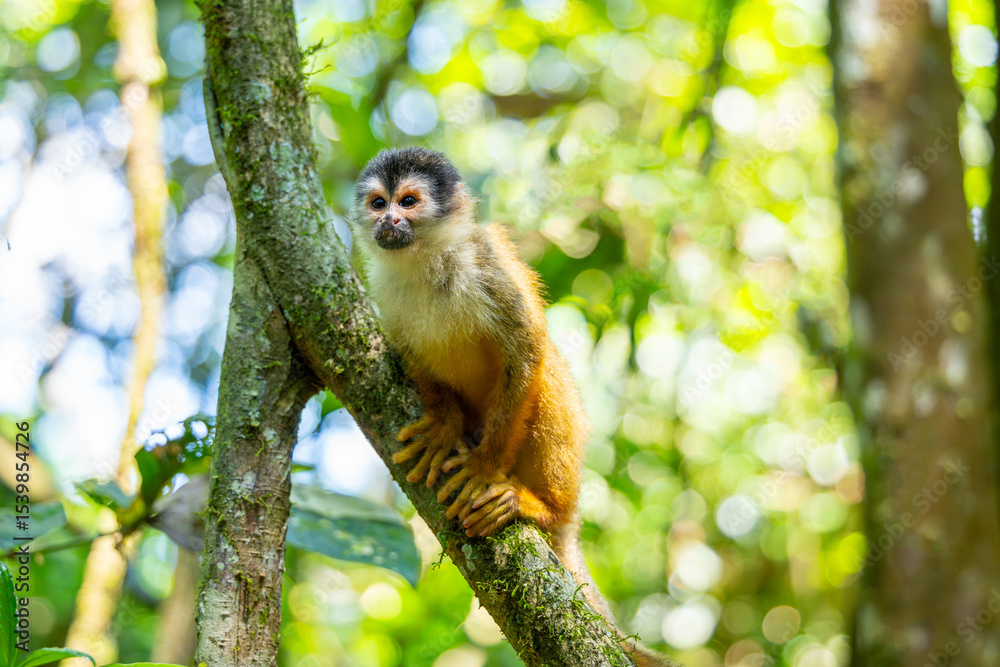 Fototapeta premium Squirrel monkey, Central American squirrel monkey (Saimiri oerstedii), resting on a branch in Corcovado National Park in Costa Rica