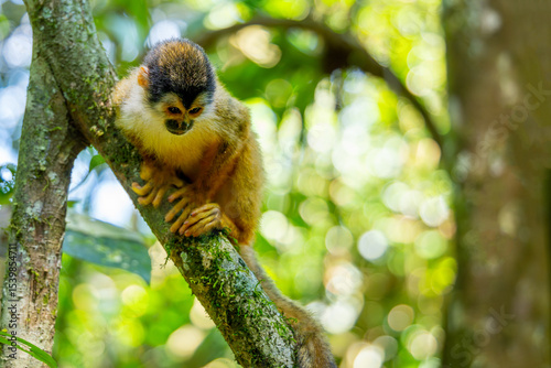 Canvas Print Squirrel monkey, Central American squirrel monkey (Saimiri oerstedii), resting o