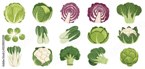 Assortment of fresh vegetables cabbage cauliflower broccoli bok choy