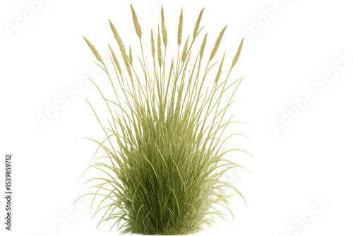 Mexican feather grass displaying delicate, wispy plumes, gracefully suspended against transparent background, offering seamless design integration