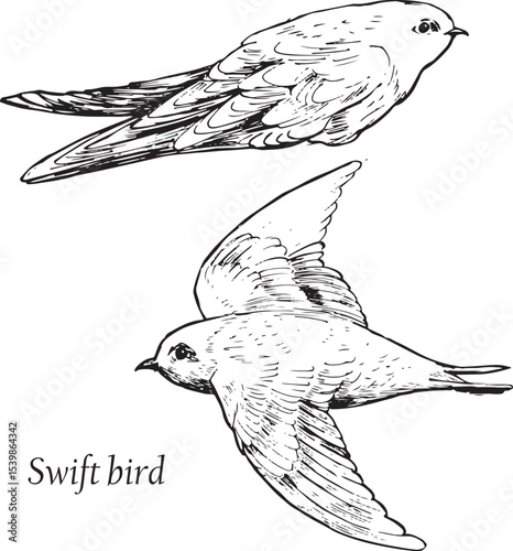 Swift bird flying and sitting sketches. Bird movement black and white drawings. Nature birdwatching ink illustration. Simple textured vector drawings. 