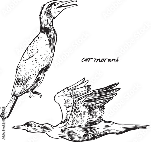 Cormorant bird flying and sitting sketches. Bird movement black and white drawings. Nature birdwatching ink illustration. Simple textured vector drawings. Shags large birds living near the beach.