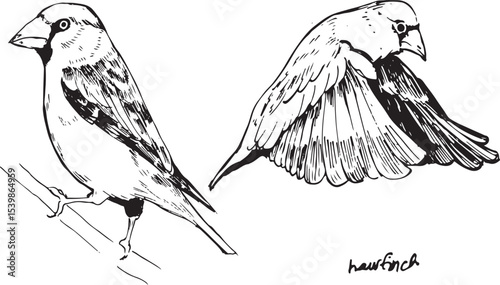 Hawfinch bird flying and sitting sketches. Bird movement black and white drawings. Nature birdwatching ink illustration. Simple textured vector drawings. 