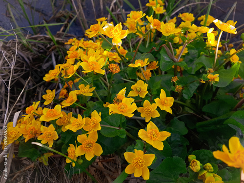 Marsh marigold (Caltha palustris) in full bloom growing. 