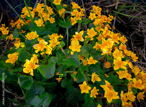 Marsh marigold (Caltha palustris) in full bloom growing. 