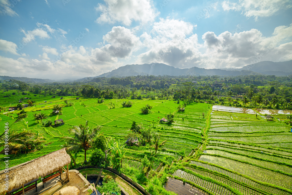 Naklejka premium Awesome view of scenic rice terraces in Bali, Indonesia