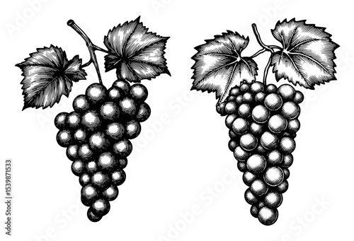 Bunches of grapes with leaves in a black and white woodcut style
