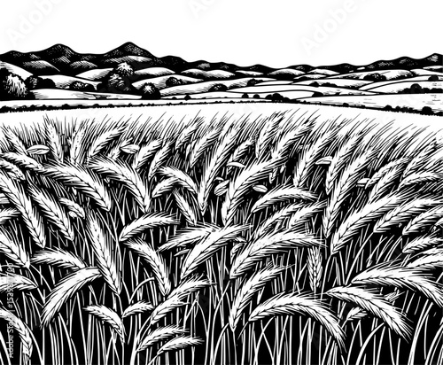 Wheat field with rolling hills in black and white woodcut style