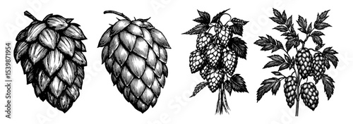 Hops on the vine in a vintage botanical style in black and white