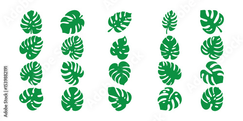 Tropical Monstera Leaf