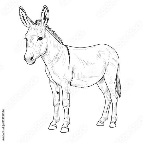 Donkey animal sketch stands quietly on open ground. Farm animal concept