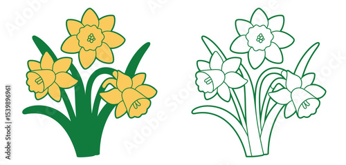 Daffodil flowers illustration with coloring page