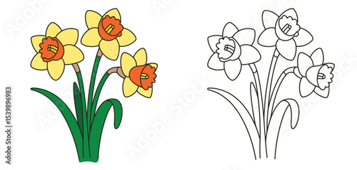 Daffodil flowers illustration with coloring page