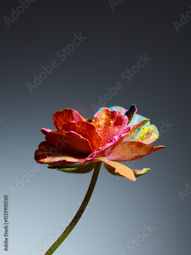Wallpaper Mural Flower in powder pigment over grey background Torontodigital.ca