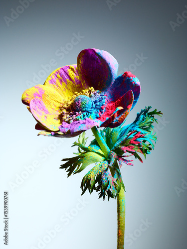 Wallpaper Mural Anemone flower with splash of powder paint over grey background Torontodigital.ca