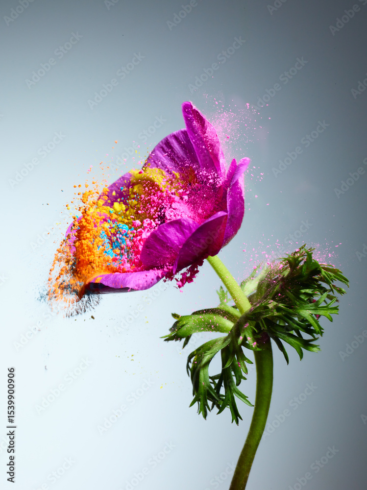 custom made wallpaper toronto digitalAnemone flower with splash of powder paint over grey background