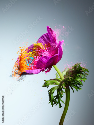 Wallpaper Mural Anemone flower with splash of powder paint over grey background Torontodigital.ca