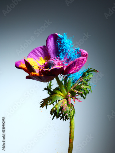 Wallpaper Mural Anemone flower with splash of powder paint over grey background Torontodigital.ca