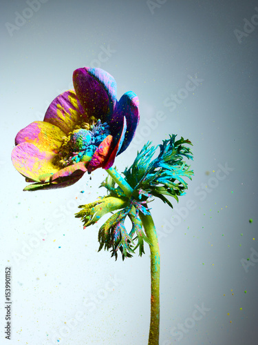 Wallpaper Mural Anemone flower with splash of powder paint over grey background Torontodigital.ca