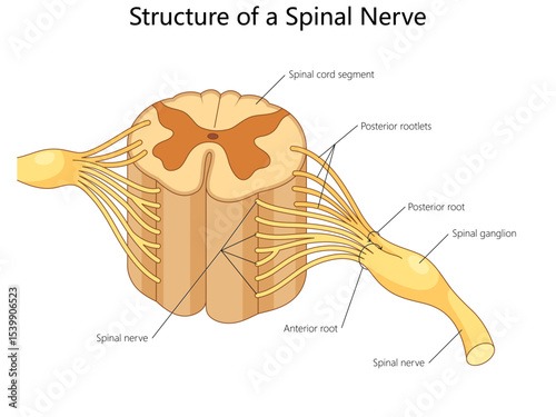 spinal cord segment with labeled parts including anterior and posterior roots, ganglion, and spinal nerves diagram hand drawn schematic vector illustration. Medical science educational illustration