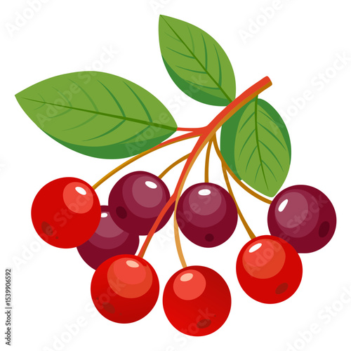 Illustration of fresh cherries, red cherries, fruit, sweet cherries, healthy, and leaves art