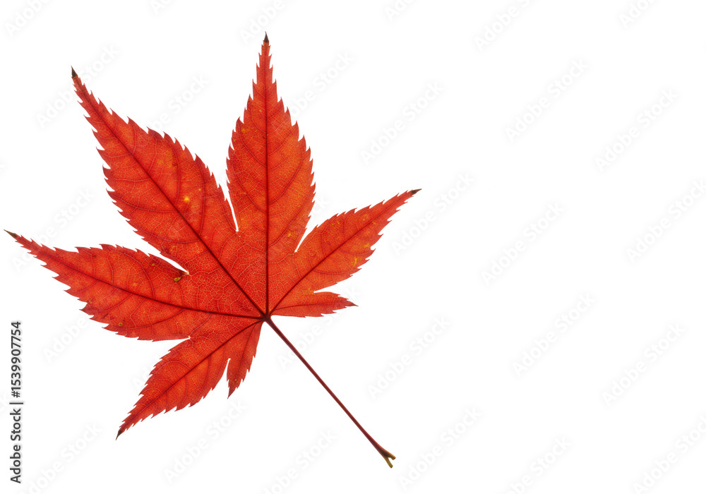 Single red maple leaf isolated on transparent background Single red maple leaf isolated on transparent background