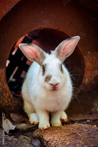 A curious white rabbit with brown markings sits inside a terracotta pipe, peering directly at the camera.